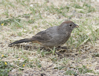 Canyon Towhee 5778